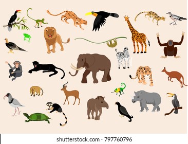 
Big set of exotic animals and birds living in savannah, tropical forest,  jungle isolated on white  background. Collection of cute cartoon characters.  vector illustration. 