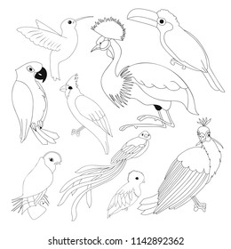 Big set of exotic birds with peacock, hummingbird and macaw. Cartoon vector illustration with stroke isolated on white. Coloring book.
