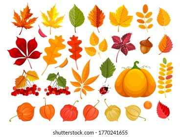 Big set of fall leaves and autumn objects. Clipart with many different leaves, pumpkin, acorn, physalis and rowanberry. Vector illustration.