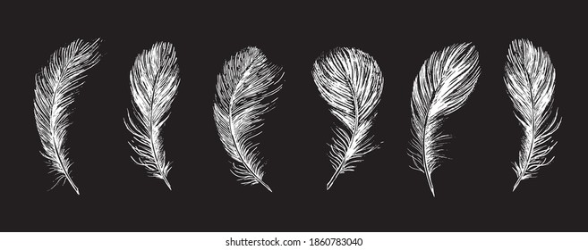 Big set Feathers. Hand drawn sketch style.	
