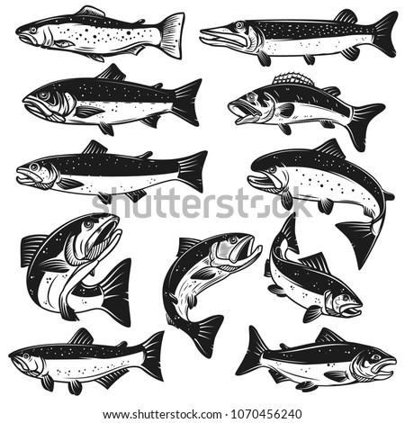 Big set of fish illustrations. Pike, salmon, trout, perch. Design elements for fishing logo, label, emblem, sign. Vector illustration