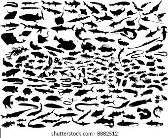 Big Set of  Fish Silhouettes in Different Poses. Sea Life Almost Each Kind of Marine Fauna Represented in set. High Detail. Vector Illustration.