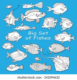Big Set of Fishes