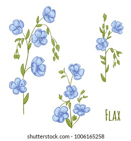 Big set of flax (Linum) plants: blue flowers, bud, green stems, leaves on white background. Botanical illustration for design, hand draw in engraving vintage style, etching, vector