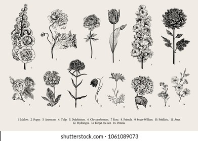 Big set flowers. Victorian garden flowers. Classical botanical vintage illustration. Black and white