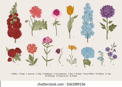 Big Set Flowers. Victorian Garden Flowers. Classical Botanical Vintage Illustration.