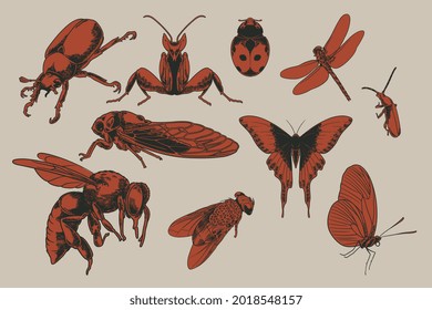 Un gran conjunto de insectos voladores con muchas especies en animales de ilustración de estilo vintage dibujados a mano antigua. Acarabajos, mariposa, mosquito, cigarra, montis orquídea, pichón, etc. Concepto de vida salvaje vectorial