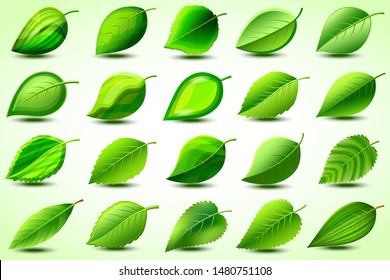 Big set of fresh detailed stylized 3d green leaf close-up isolated on white background, icons, abstract graphic elements of eco design. Vector illustration