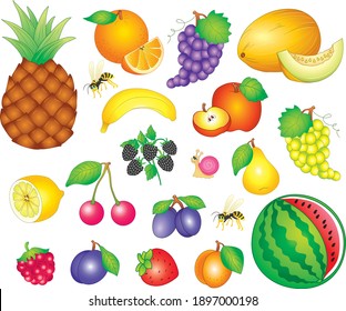 Gran conjunto de frutas. imagen vectorial