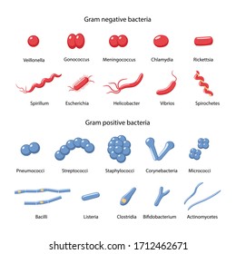 Big Set Gramnegative Grampositive Bacteria Cocci Stock Vector (Royalty ...