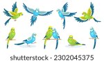 Big set of green and blue cute budgies in different poses, flying and sitting. In cartoon style. Isolated on white background. Vector flat illustration.