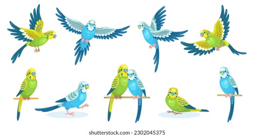 Big set of green and blue cute budgies in different poses, flying and sitting. In cartoon style. Isolated on white background. Vector flat illustration.