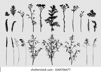 Big set of hand drawn detailed wild herbs silhouettes isolated on transparent background. Elegant wild plants for your design. Vector illustration.