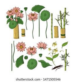 Big set of hand drawn doodle style flowers. Bamboo, lotus. Isolated on white background. Stock vector illustration.