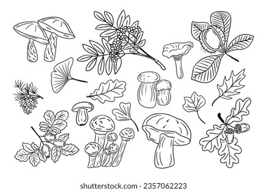 Big set of hand drawn doodle autumn leaves and mushrooms. Black sketch elements on white background. Different types of fungus and forest leaves and berries. Good for coloring pages, stickers, tatoo.