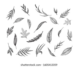 Big set of hand drawn floral vector with leaves and branches, Floral sketch collection. Decorative elements for design.