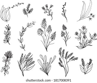 Big set of hand drawn floral vector with leaves and branches,Floral sketch collection. Decorative elements for design.