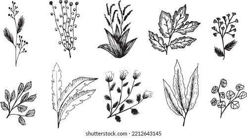 Gran conjunto de vector floral dibujado a mano con hojas y ramas,Colección de boceto floral. Elementos decorativos para el diseño,Estilo exclusivo