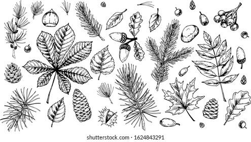 Big set of hand drawn forest design elements. Vector illustration in sketch style isolated on white background. Includes leaves, cones, branches, acorns, chestnuts