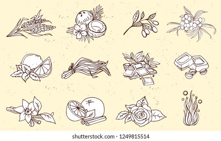 Big set of hand drawn herbs and fruits.