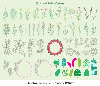 Big set with hand drawn herbs, leaves, roses and flowers. Vintage design sketched vector illustration. Line art style. Isolated.