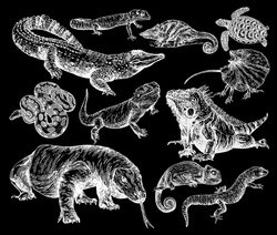 Big Set Of Hand Drawn Sketch Style Reptiles Isolated On Black Background. Vector Illustration.
