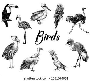 Big set of hand drawn sketch style birds isolated on white background. Vector illustration.