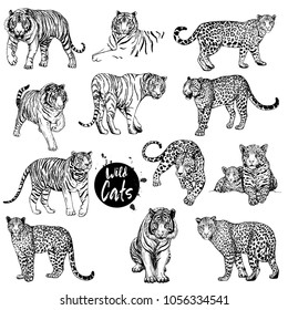 Big set of hand drawn sketch style leopards and tigers isolated on white background. Vector illustration.