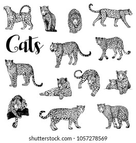 Big set of hand drawn sketch style leopards isolated on white background. Vector illustration.