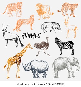 Big set of hand drawn sketch style African animals with tiger isolated on white background. Vector illustration.