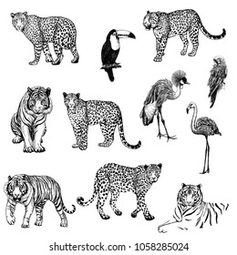 Big set of hand drawn sketch style leopards, tigers and exotic birds isolated on white background. Vector illustration.