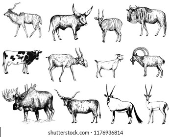 Big set of hand drawn sketch style ungulates isolated on white background. Vector illustration.