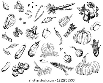 Big set of hand drawn sketch style vegetables isolated on white background. Vector illustration.
