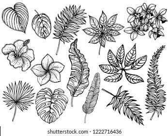 Big set of hand drawn sketch style tropical plants isolated on white background. Vector illustration.