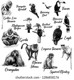 Big set of hand drawn sketch style primates and exotic birds isolated on white background. Vector illustration.