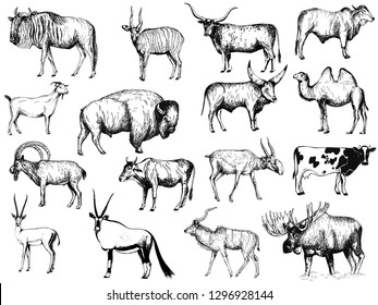 Big set of hand drawn sketch style ungulates isolated on white background. Vector illustration.