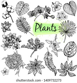 Big set of hand drawn sketch style tropical plants isolated on white background. Vector illustration.