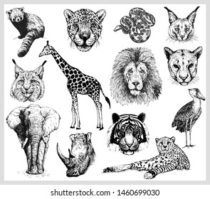 Big set of hand drawn sketch style wild animals isolated on white background. Vector illustration.