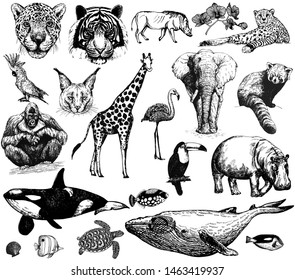 Big set of hand drawn sketch style wild animals isolated on white background. Vector illustration.