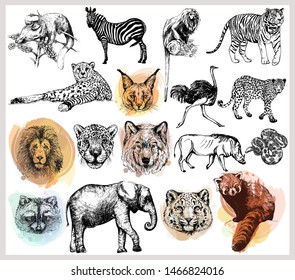 Big set of hand drawn sketch style wild animals isolated on white background. Vector illustration.