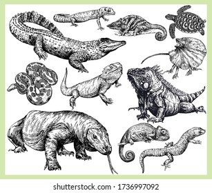 Big set of hand drawn sketch style reptiles isolated on white background. Vector illustration.