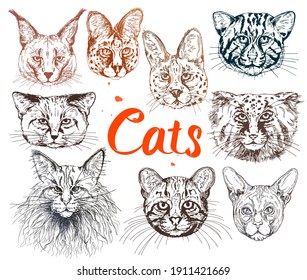 Big set of hand drawn sketch style small cats isolated on white background. Vector illustration.