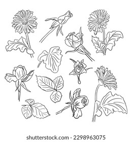 Un gran conjunto de flores dibujadas a mano. Rosas, gerberas, hojas. Arte de línea de vectores. Flores aisladas en fondo blanco. Ideal para colorear páginas, tatuajes, patrones, fondo, papel envolvente