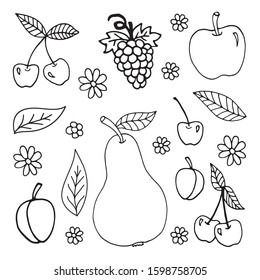Big set of hand drawn summer doodle with grapes, pear, apple peach, plum, cherry, leaves and chamomile. Vector travel illustrations on white background. Fresh fruits for seasonal menu