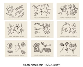 Big set of hand-drawn botanical illustrations. Set of vector illustrations coconut, jasmine, echinacea, eucalyptus, lemon, olive, tea tree, peach. Organic elements for cosmetology and medicine.