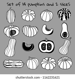 A  big set of  handdrawn  graphic pumpkins. Vector illustration. Concept for gardening, autumn harvest. Flat style design.