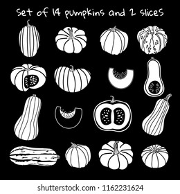 A  big set of  handdrawn  graphic pumpkins, isolated on black background. Vector illustration. Concept for gardening, autumn harvest. Flat style design.