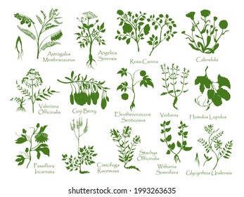 Big set with herbals, berries, roots silhouettes. No contour herbals made in hand drawn style, isolated on white. Ideal for Magazine, Recipe book, Poster, Cards, Menu cover etc.