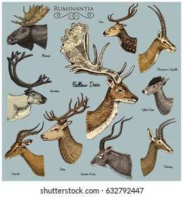 Big set of Horn, antlers Animals moose or elk with impala, gazelle and greater kudu, fallow deer reindeer and stag, doe or roe deer, axis and dibatag hand drawn, engraved