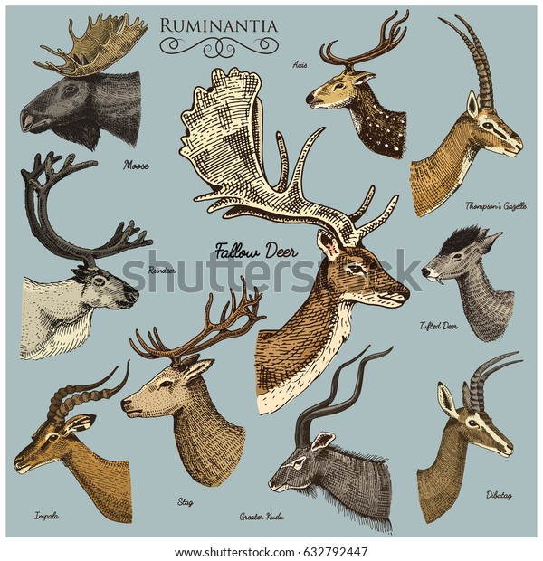 animals with antlers